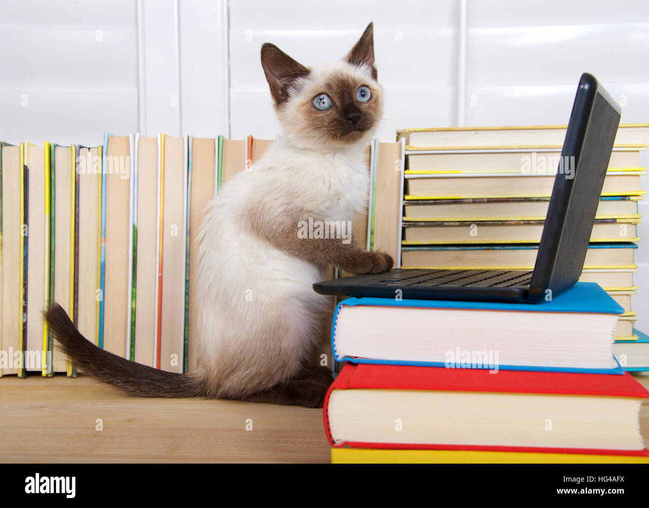 Siamese Computer Siamese kitten with blue eyes sitting at a miniature laptop computer ...