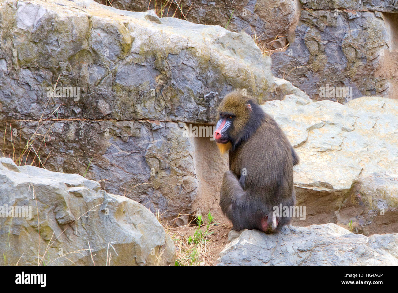 Male mandrill facing away from viewer, turned to look at viewer, sitting in rocks foraging for food. Stock Photo