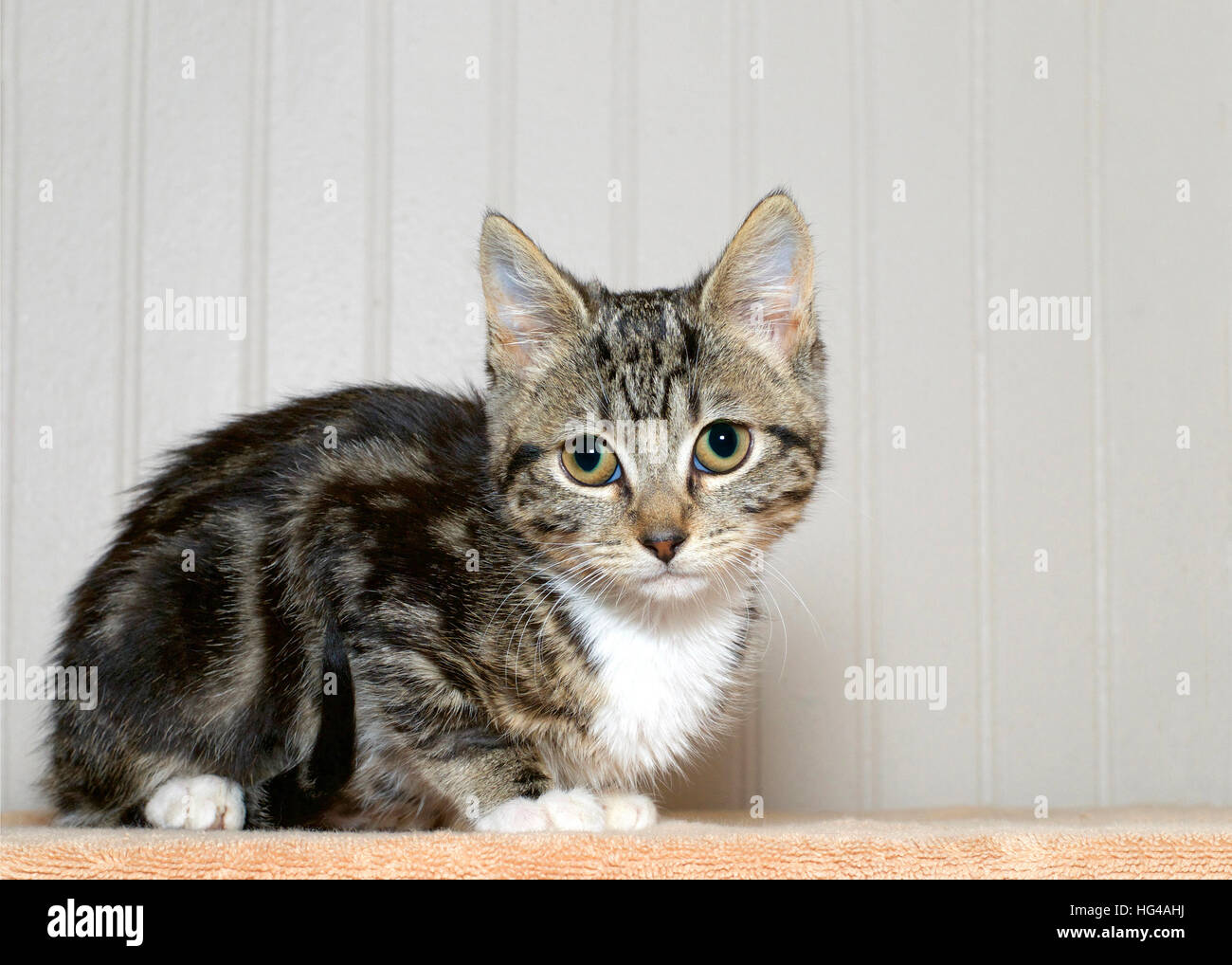 gray and black striped tabby kitten 