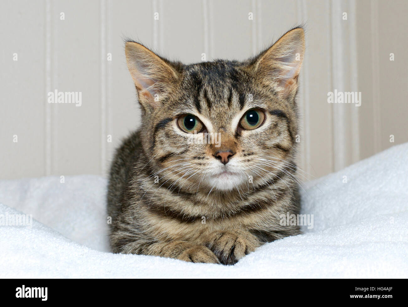 brown and gray tan striped tabby kitten laying on a white blanket