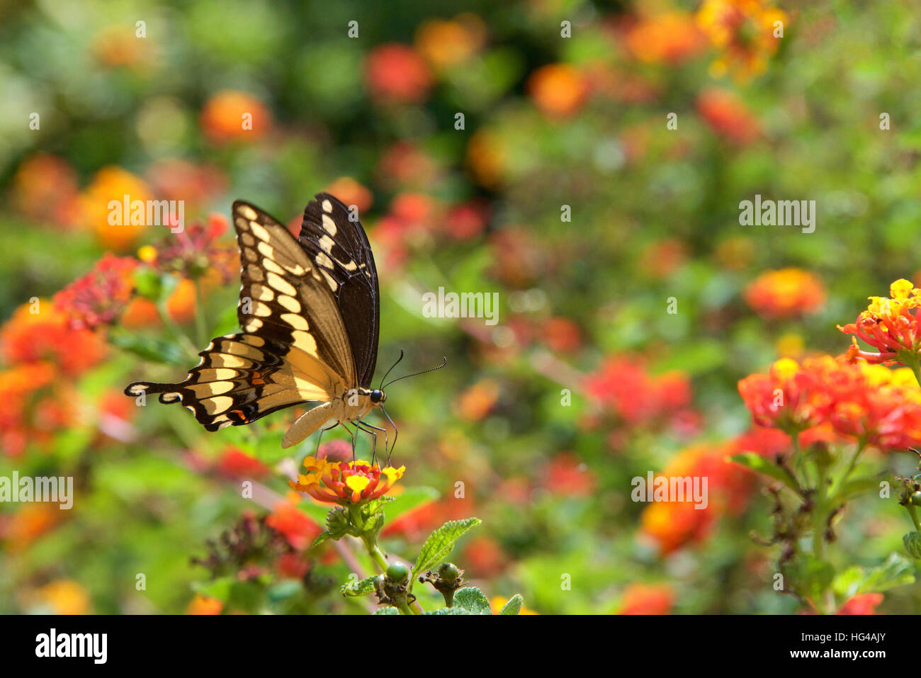 The Black Swallowtail butterfly, also called the American Swallowtail or Parsnip Swallowtail. Drinking nectar from orange and yellow Lantana flowers, Stock Photo