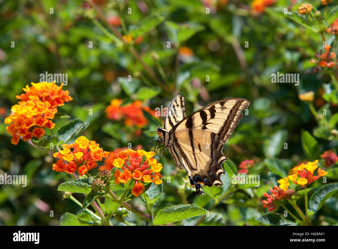 The Black Swallowtail butterfly, also called the American Swallowtail or Parsnip Swallowtail. Drinking nectar from orange and yellow Lantana flowers Stock Photo