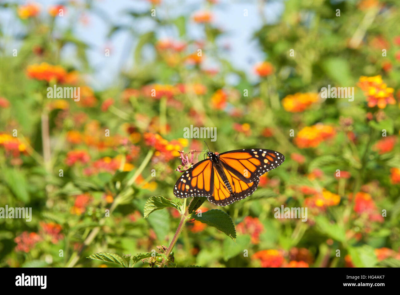 Monarch butterfly on orange lantana flowers, drinking nectar, flowers and blue sky in background. It may be the most familiar North American butterfly Stock Photo