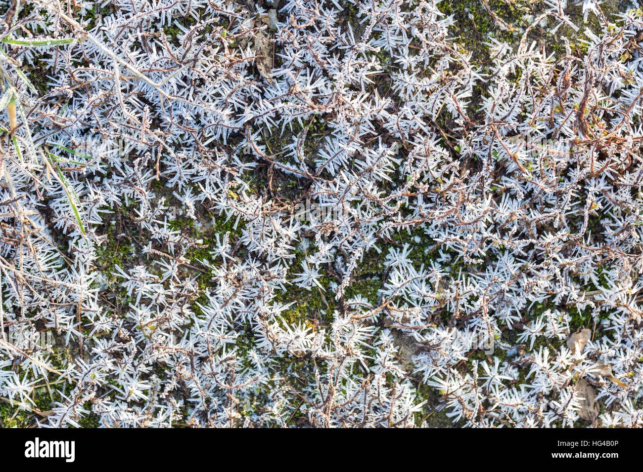 Ice structure on plants. Plants with rime in close up. Natural winter ...