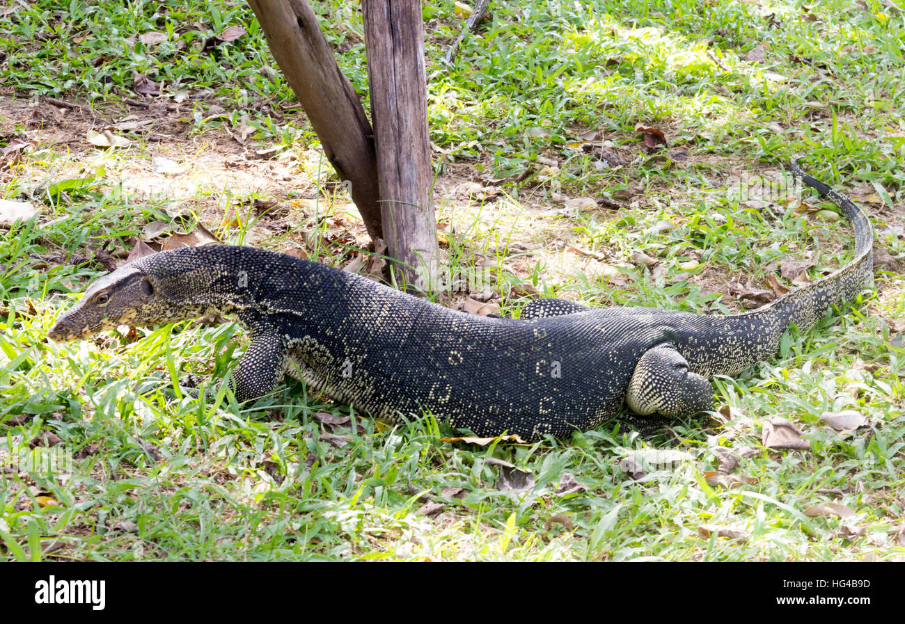 Monitor Lizard in Lumphini Park, Bangkok Stock Photo