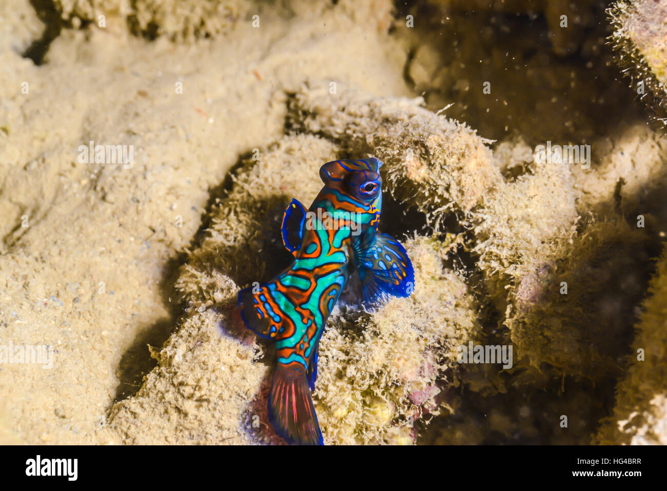mandarin dragonet (Synchiropus splendidus) landing on mudy bottom . at rainbow reef Yap island Micronesia. close up. Stock Photo
