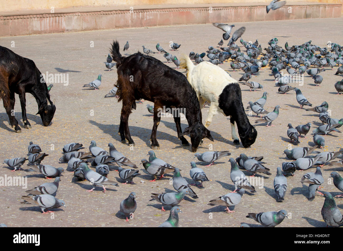 et of a goat black white with birds,house,animals,goats,black,white,birds,pigeons,eat,a forage,are grazed,feed Stock Photo