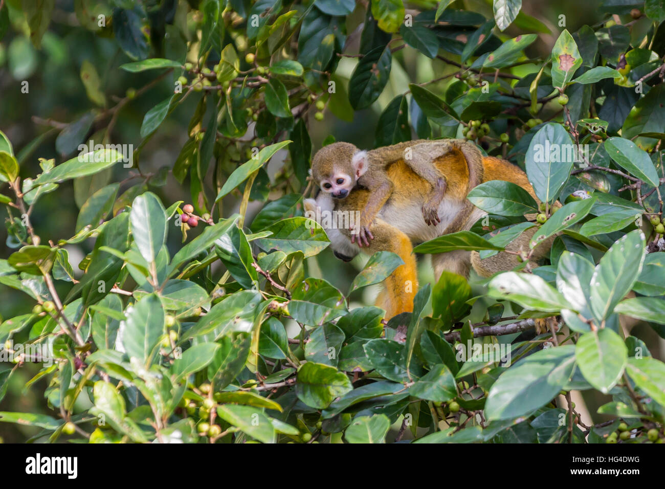 Mother common squirrel monkey (Saimiri sciureus) with infant in the trees on the Nauta Cao, Loreto, Peru, South America Stock Photo