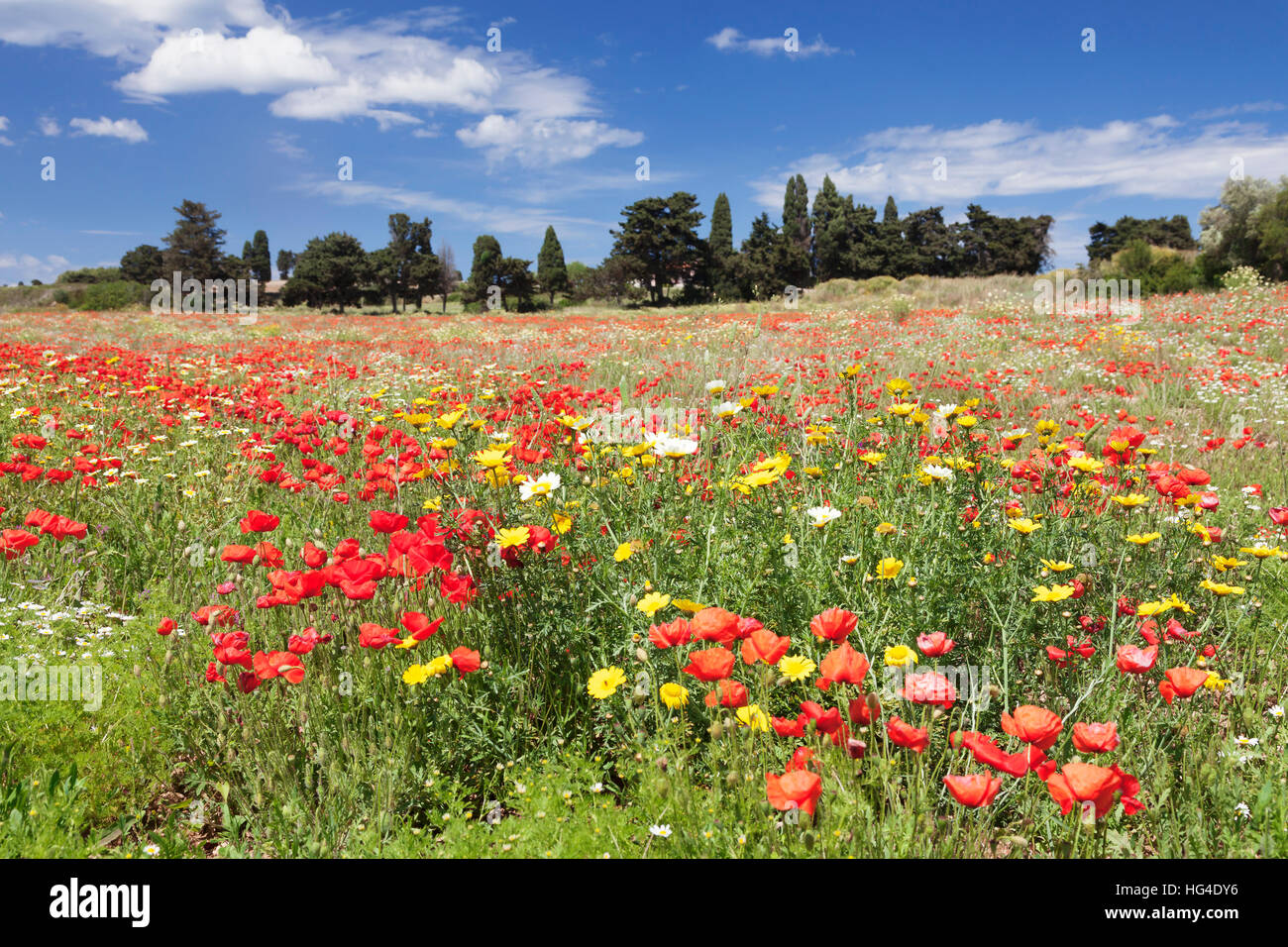 Italian wildflowers hi-res stock photography and images - Alamy