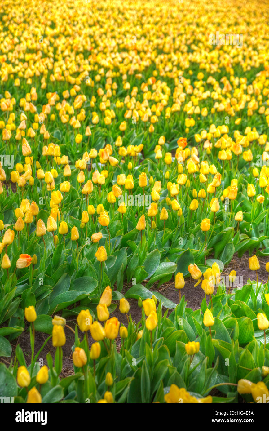 yellow tulips bloom in spring field in Holland Stock Photo - Alamy