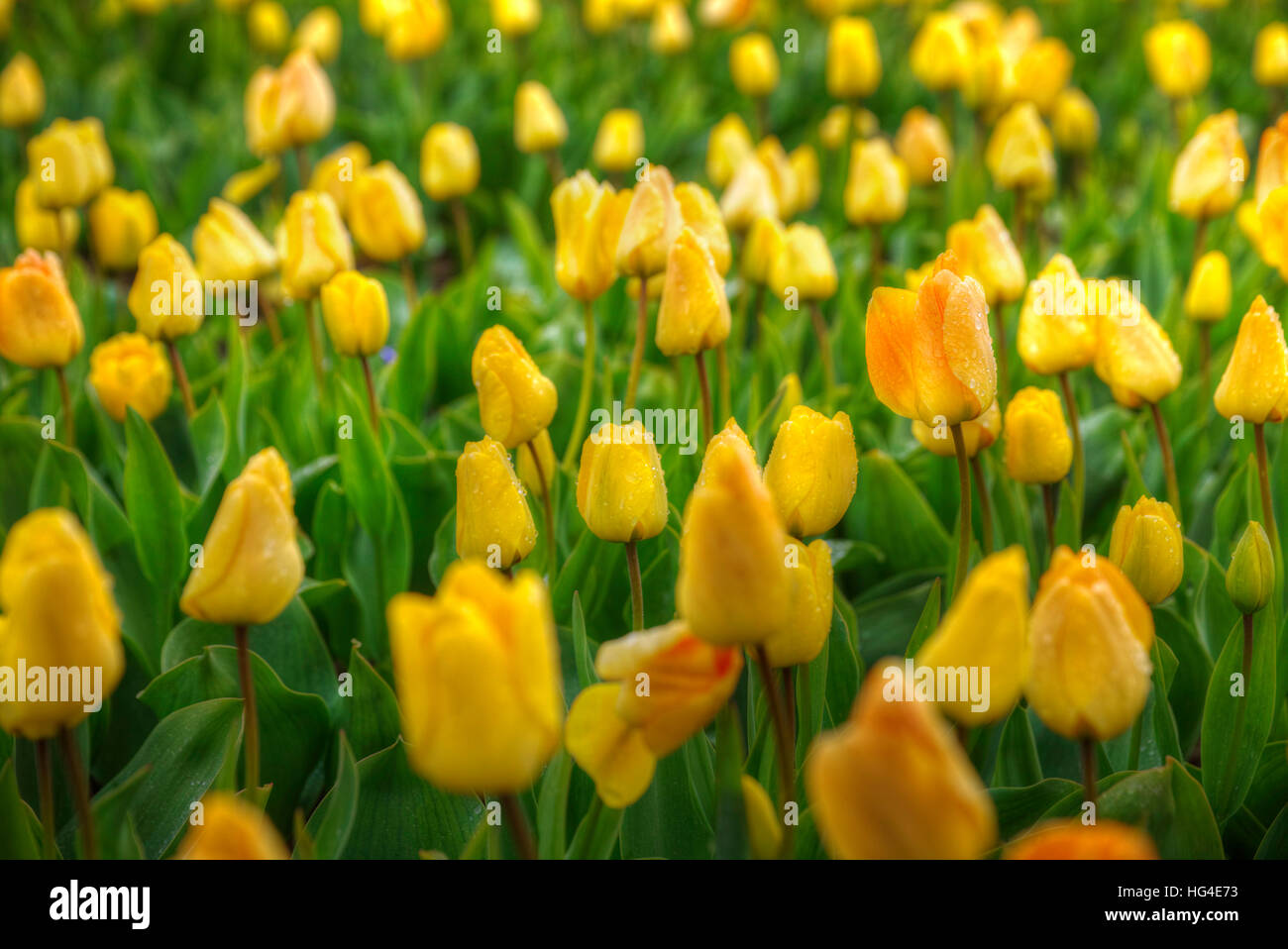 yellow tulips bloom in spring field in Holland Stock Photo - Alamy