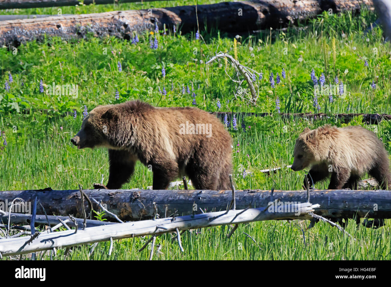 North American Brown Bear, Ursus arctos horribilis, sow with cub in Yellowstone National Park Stock Photo