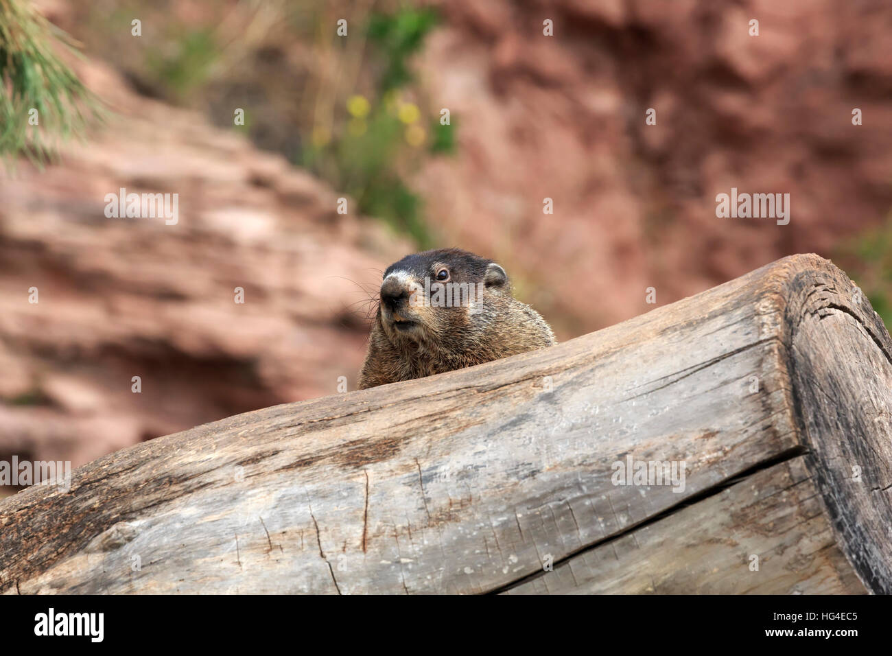 Groundhog, Marmota monax Stock Photo