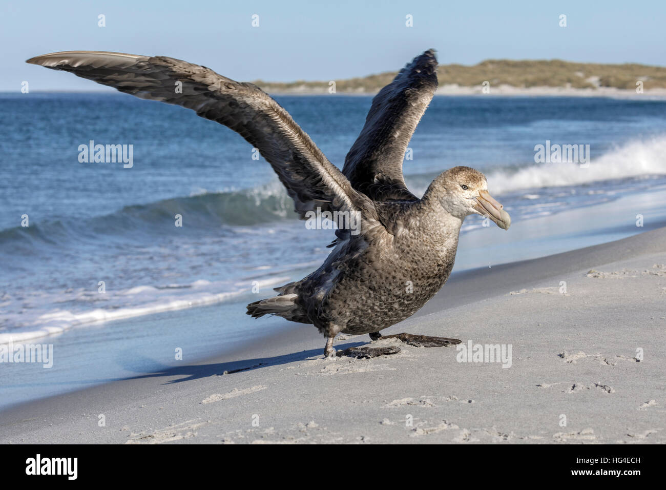 Southern Giant Petrel wing stretching Stock Photo