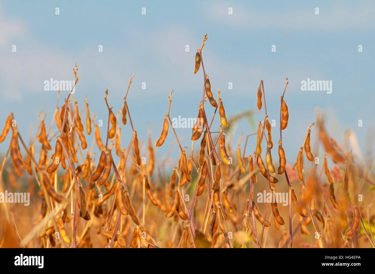 Soybean Plants High Resolution Stock Photography and Images - Alamy