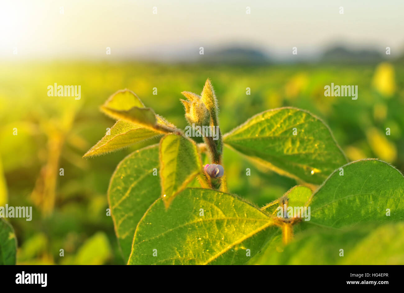 Close up of soybean plant in warm early morning light Stock Photo