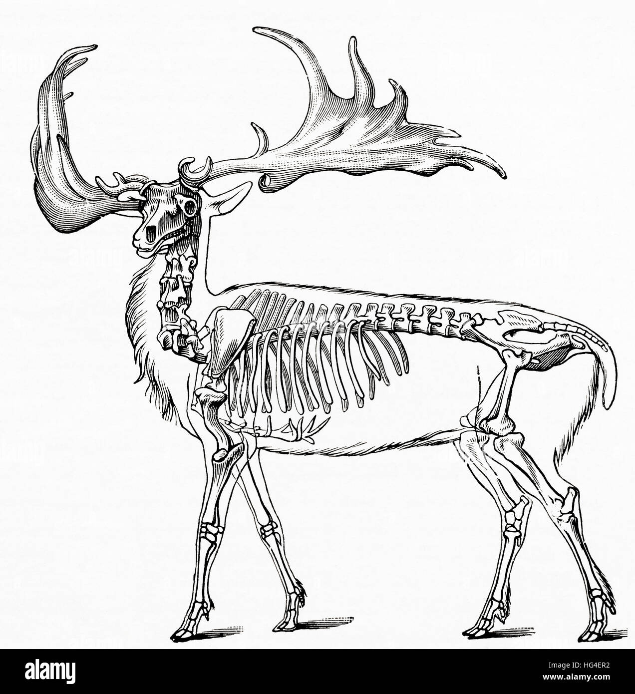 Megaloceros hibernicus, extint giant stag. From Meyers Lexicon, published 1924. Stock Photo