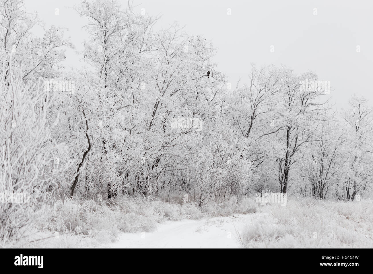 Winter View of trees covered with snow Stock Photo - Alamy