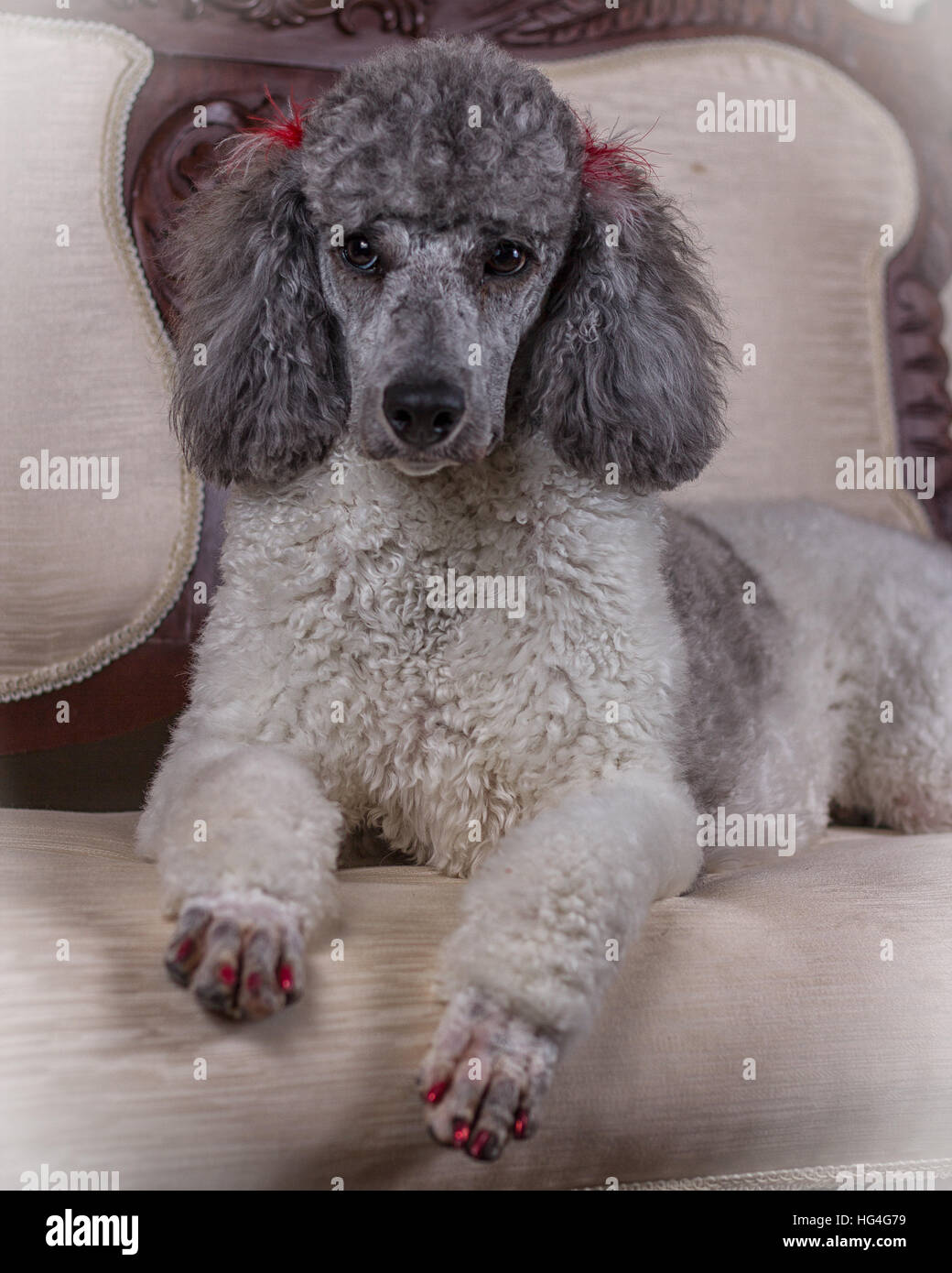 standard poodle dog breed Stock Photo Alamy