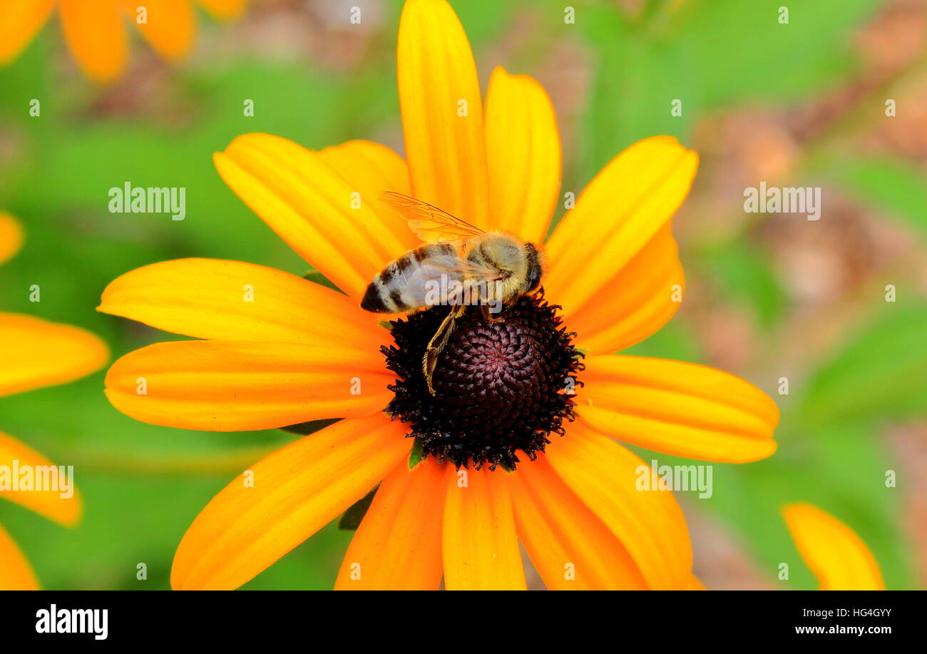 Bee on a blossom collecting pollen Stock Photo