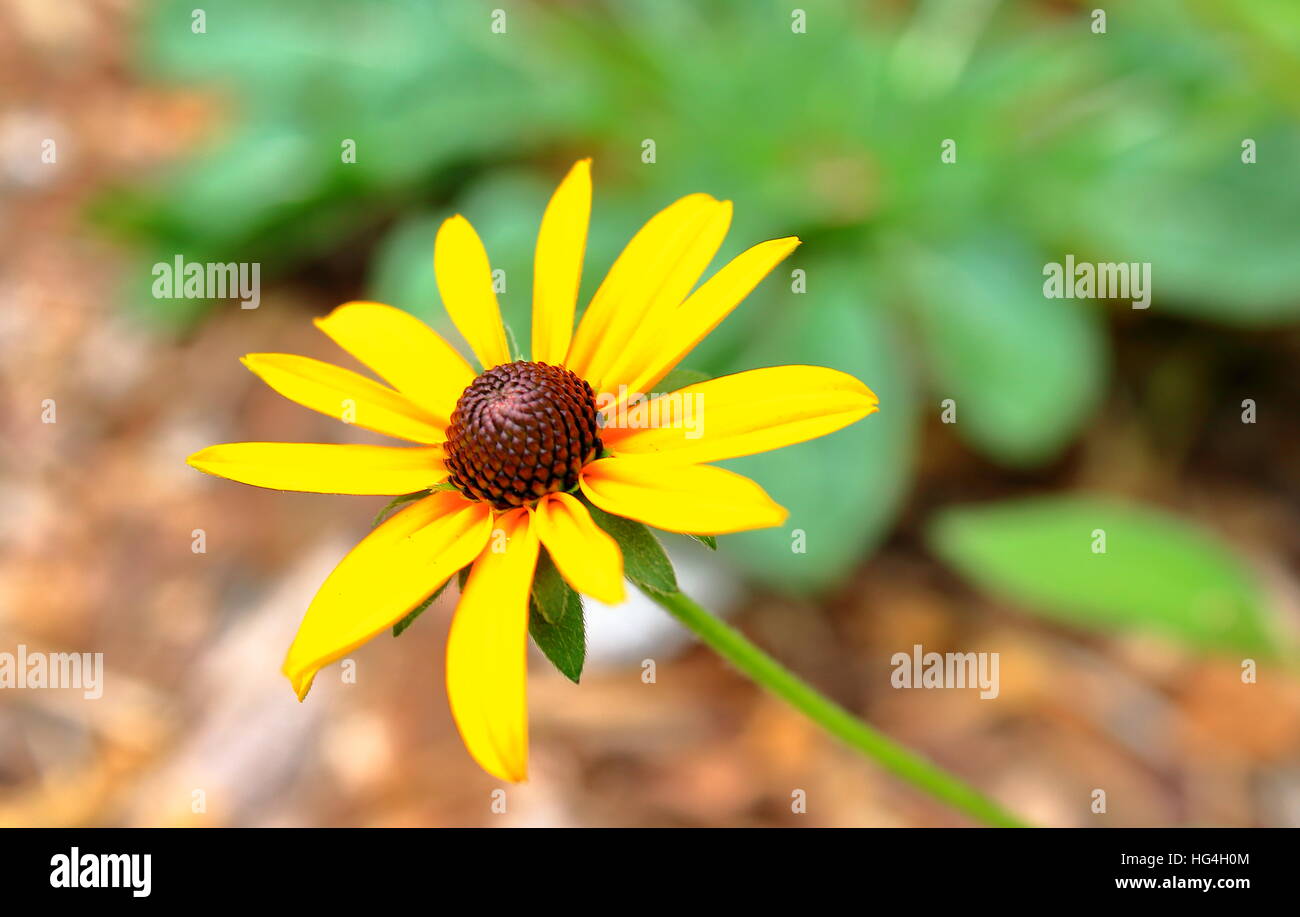 A yellow flower Stock Photo