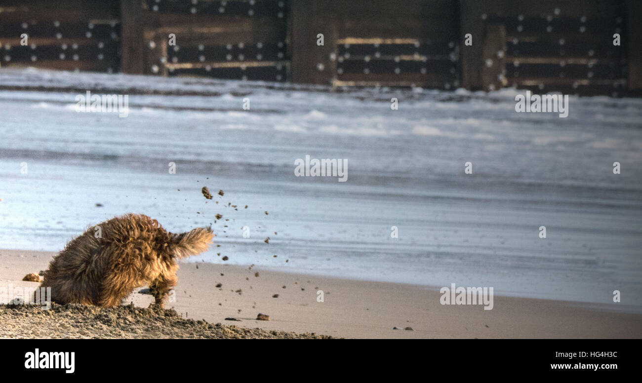 Let me out of this photo Stock Photo