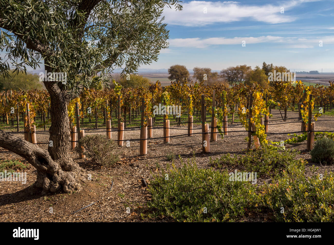 Vineyard, Ram’s Gate Winery, Sonoma, Sonoma County, California Stock Photo