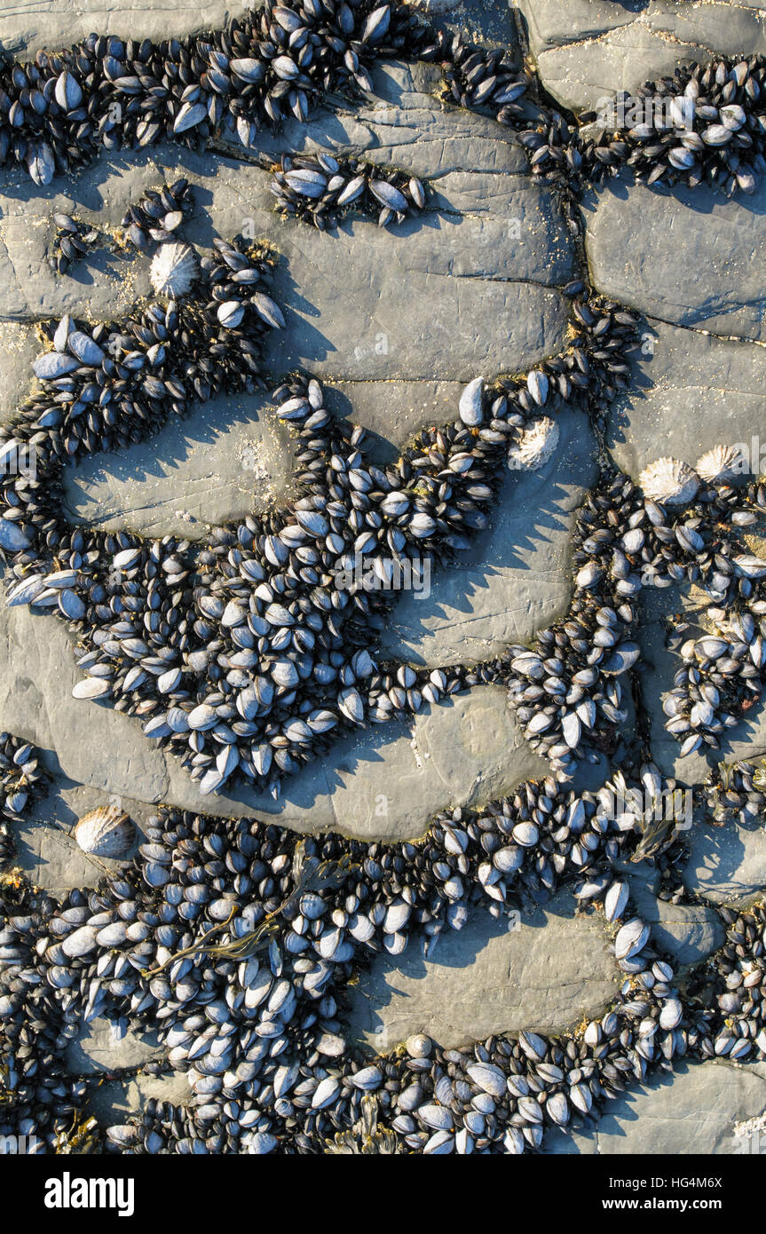 Clumps of edible blue mussels and common limpets attached to rock in the intertidal zone at Polventon or Mother Ivey's bay, Cornwall, England, UK Stock Photo