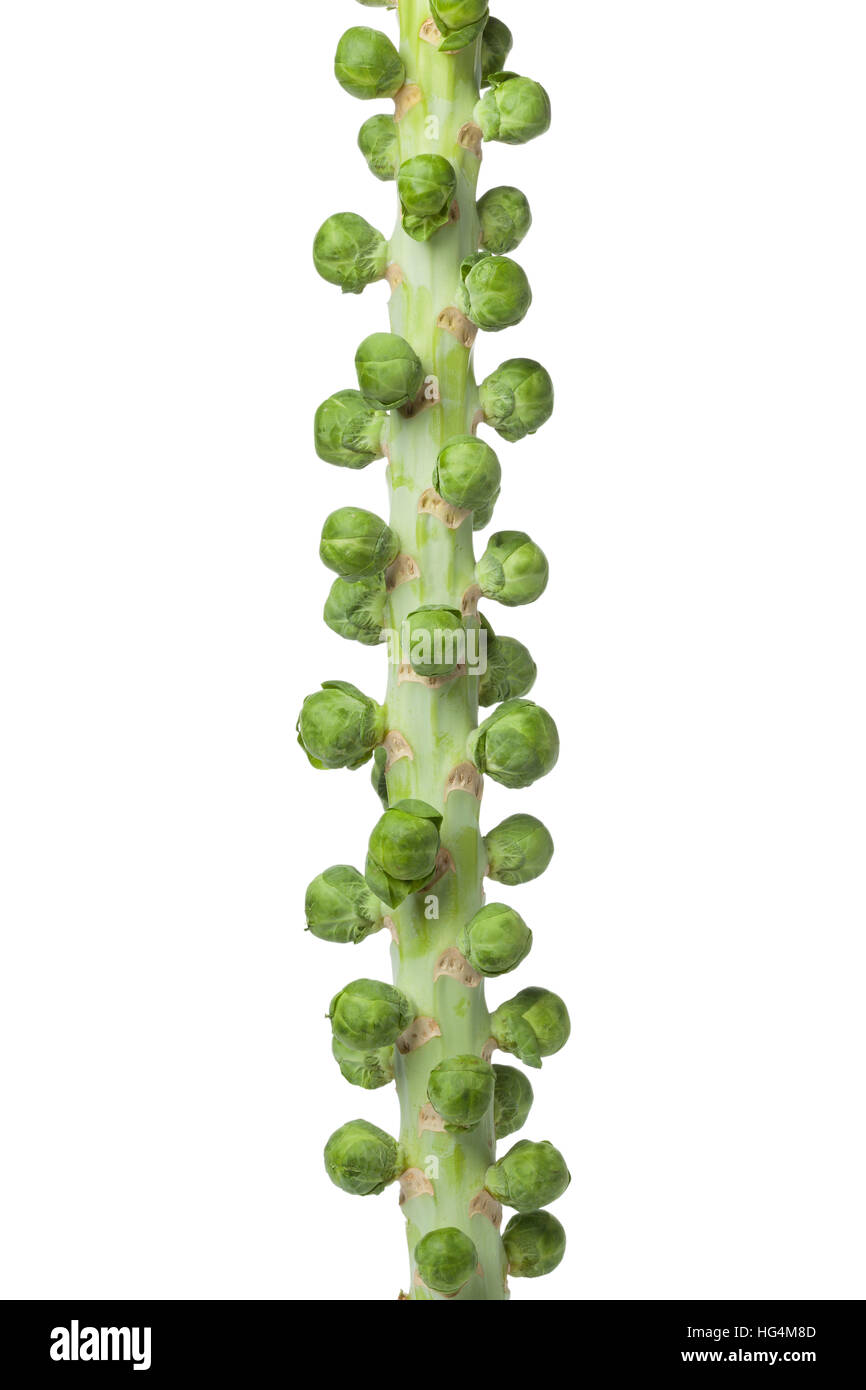 Stalk with raw fresh Brussels sprouts isolated on white background Stock Photo