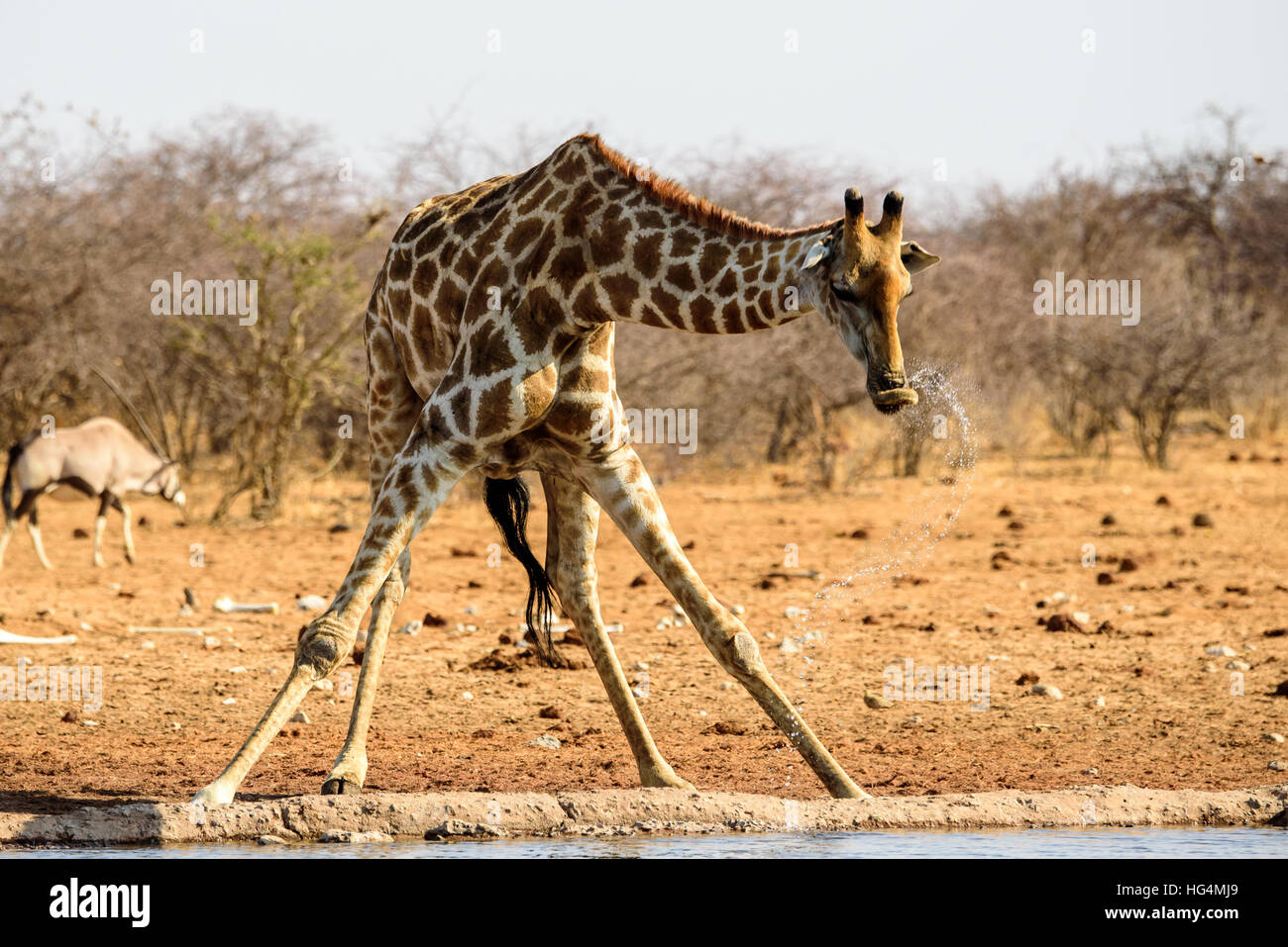 Close up of a Giraffe drinking at a waterhole Stock Photo