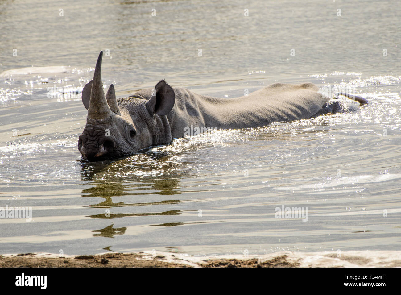 rhino bathing at the waterhole Stock Photo