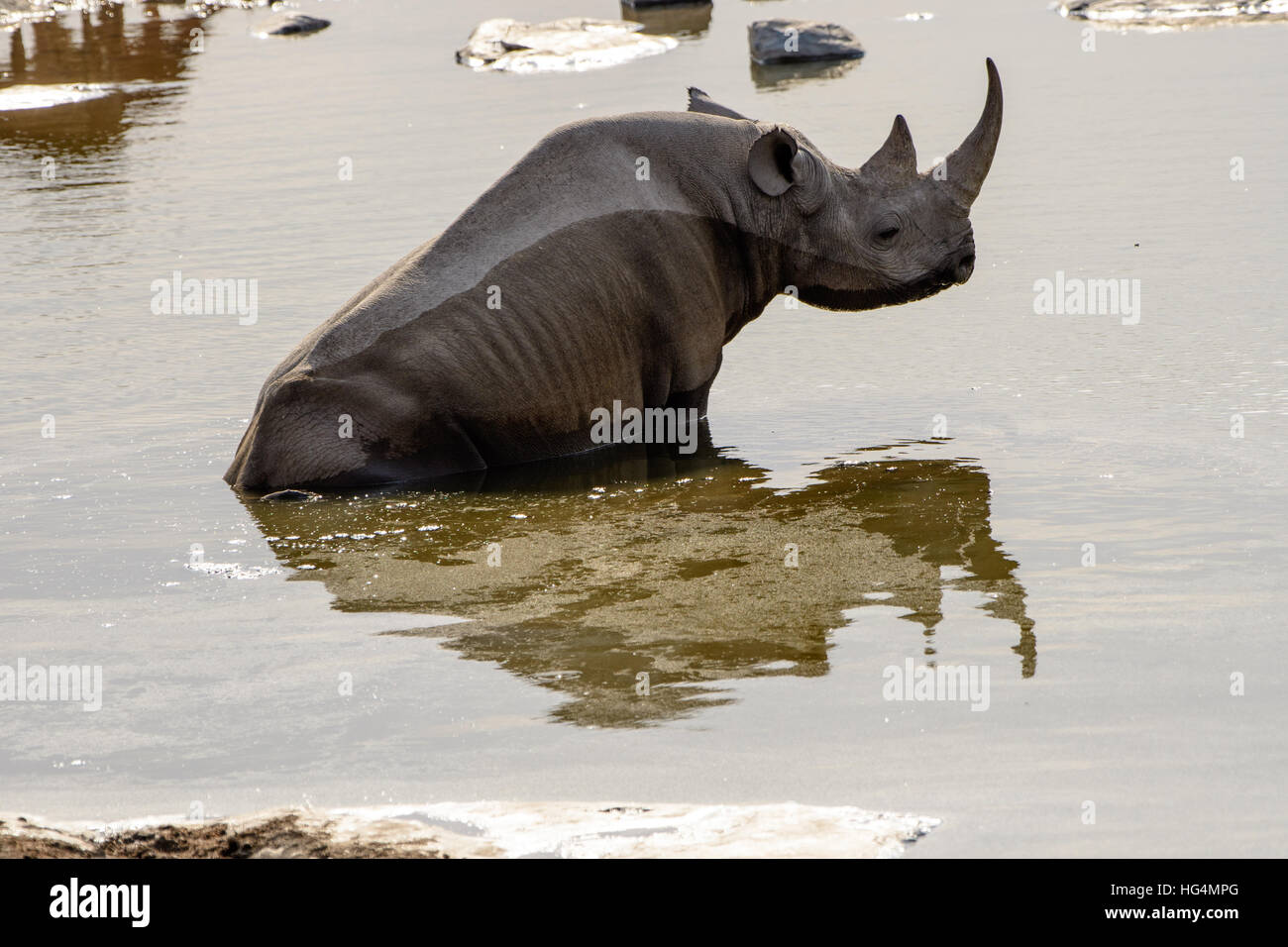 Black rhino and its reflection sitting in the waters of the waterhole Stock Photo
