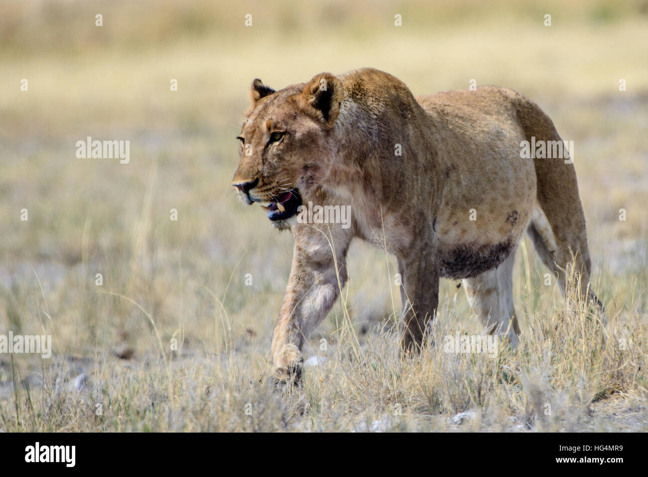 Lioness approaching Stock Photo