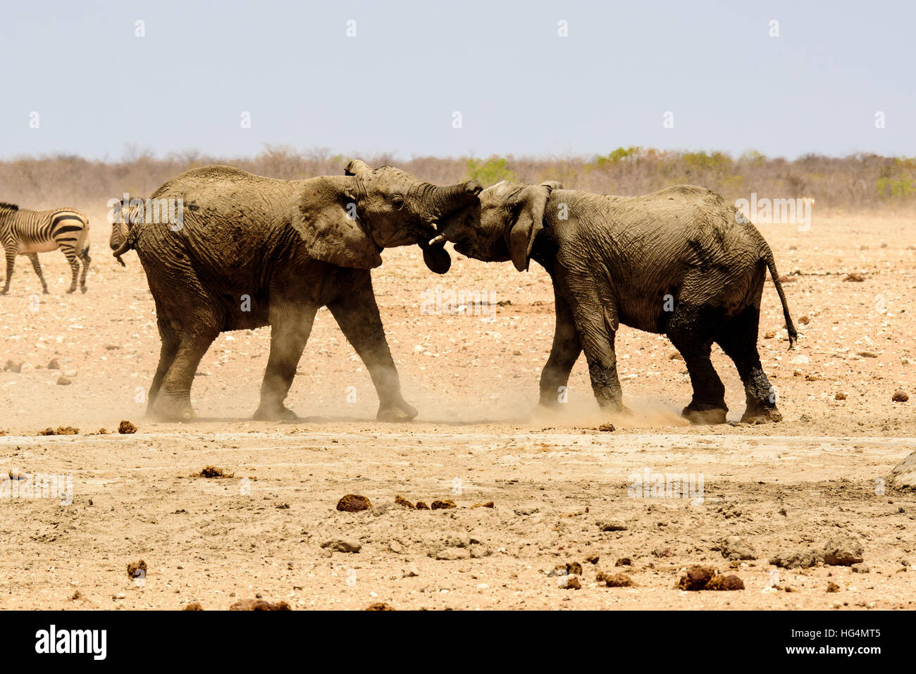 Elephants world war hi-res stock photography and images - Alamy