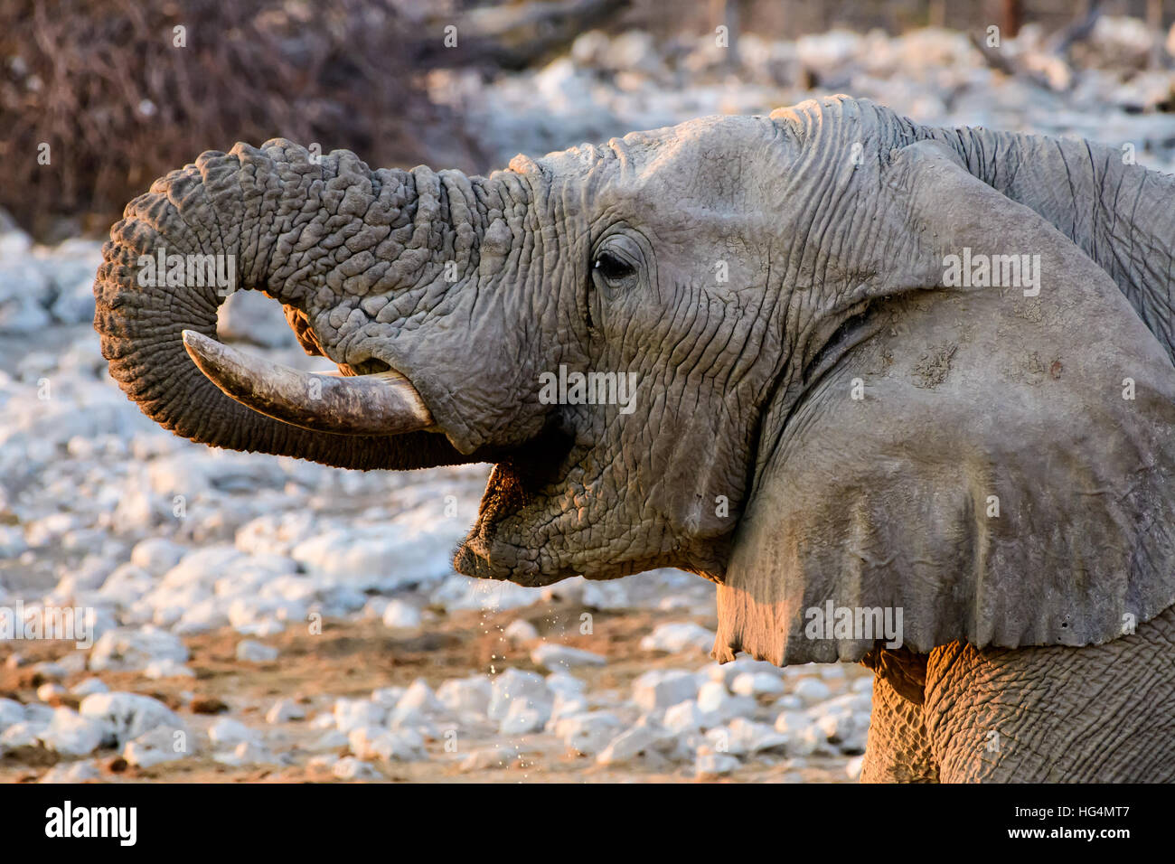 Close up of the face of an Elephant drinking Stock Photo