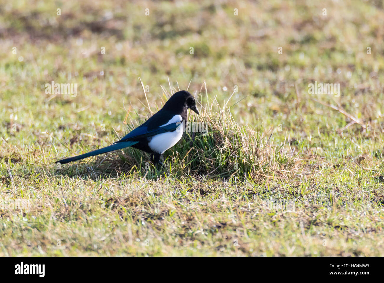 Eurasian magpie (Pica pica) hunting amongst grass. Black and white bird in the family Corvidae searching for invertebrates Stock Photo