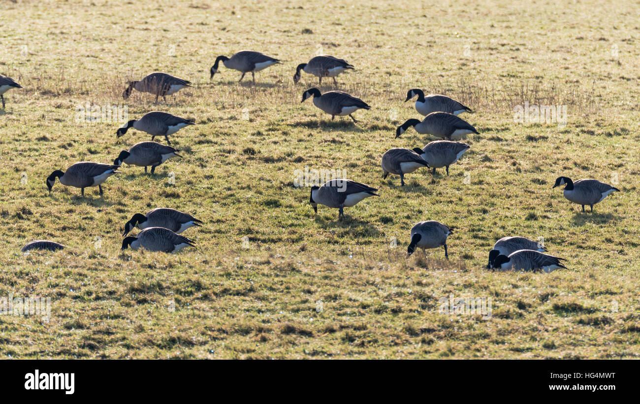 Flock of Canada geese (Branta canadensis) grazing. Birds feeding on pasture over winter in Somerset, UK Stock Photo