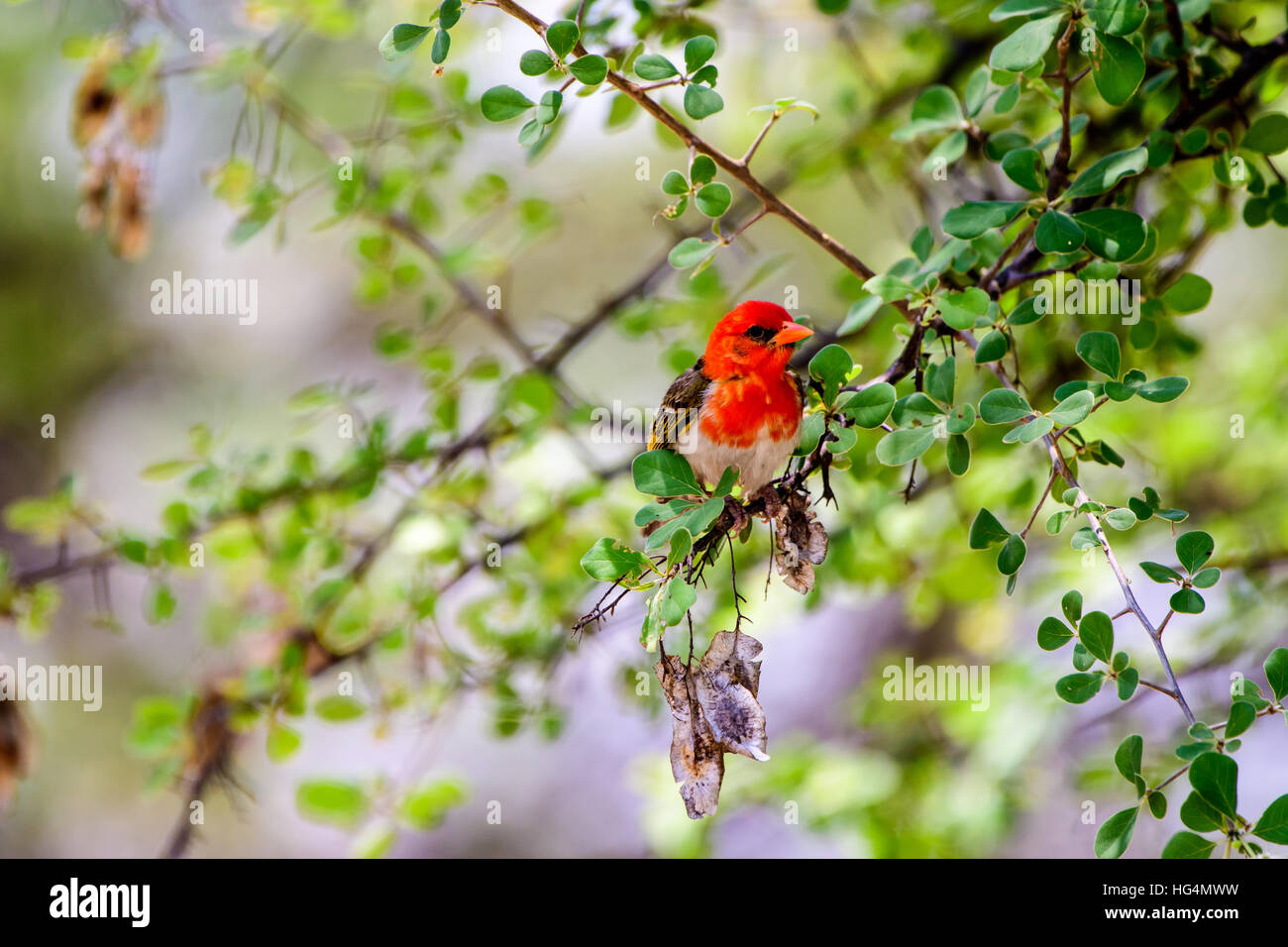 Red headed weaver bird in a tree Stock Photo
