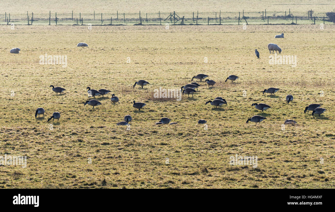 Flock of Canada geese (Branta canadensis) grazing. Birds feeding on pasture over winter in Somerset, UK, with solitary heron Stock Photo