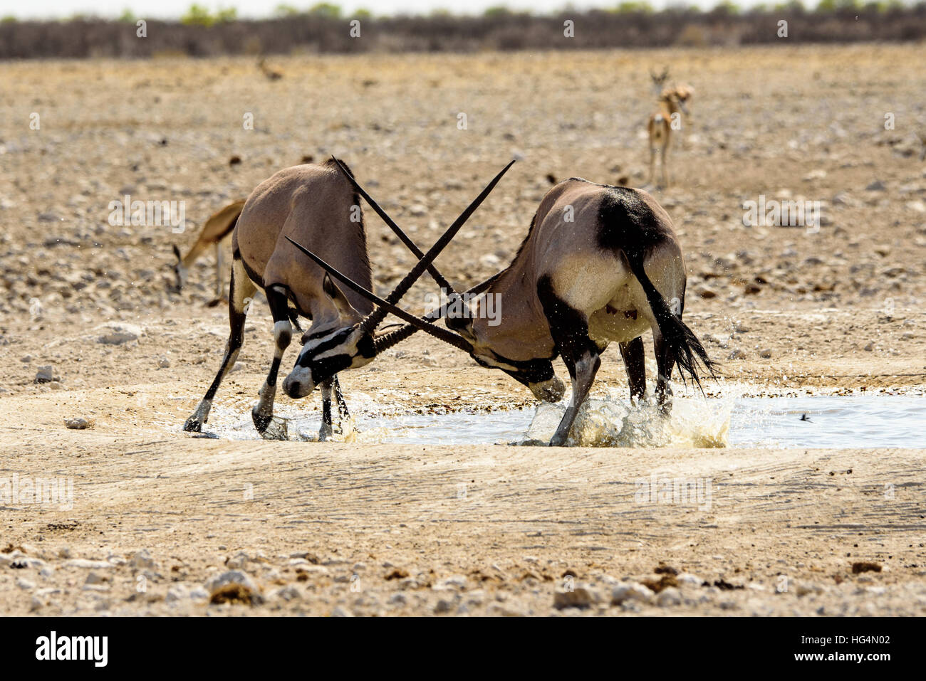 Gemsbok locking horns at a waterhole Stock Photo Alamy