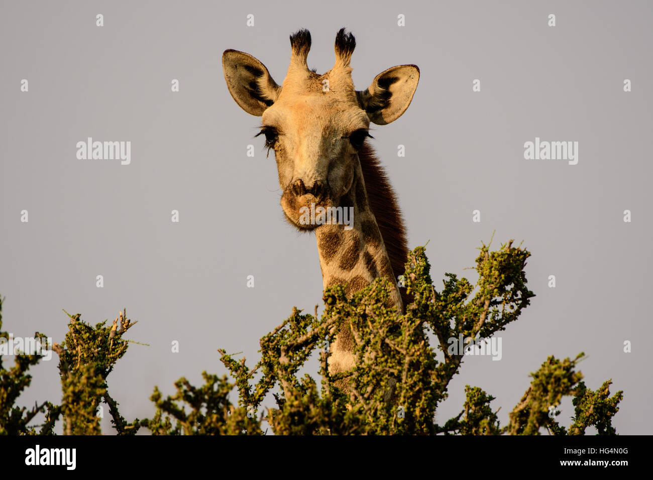 Giraffe at close quarters Stock Photo