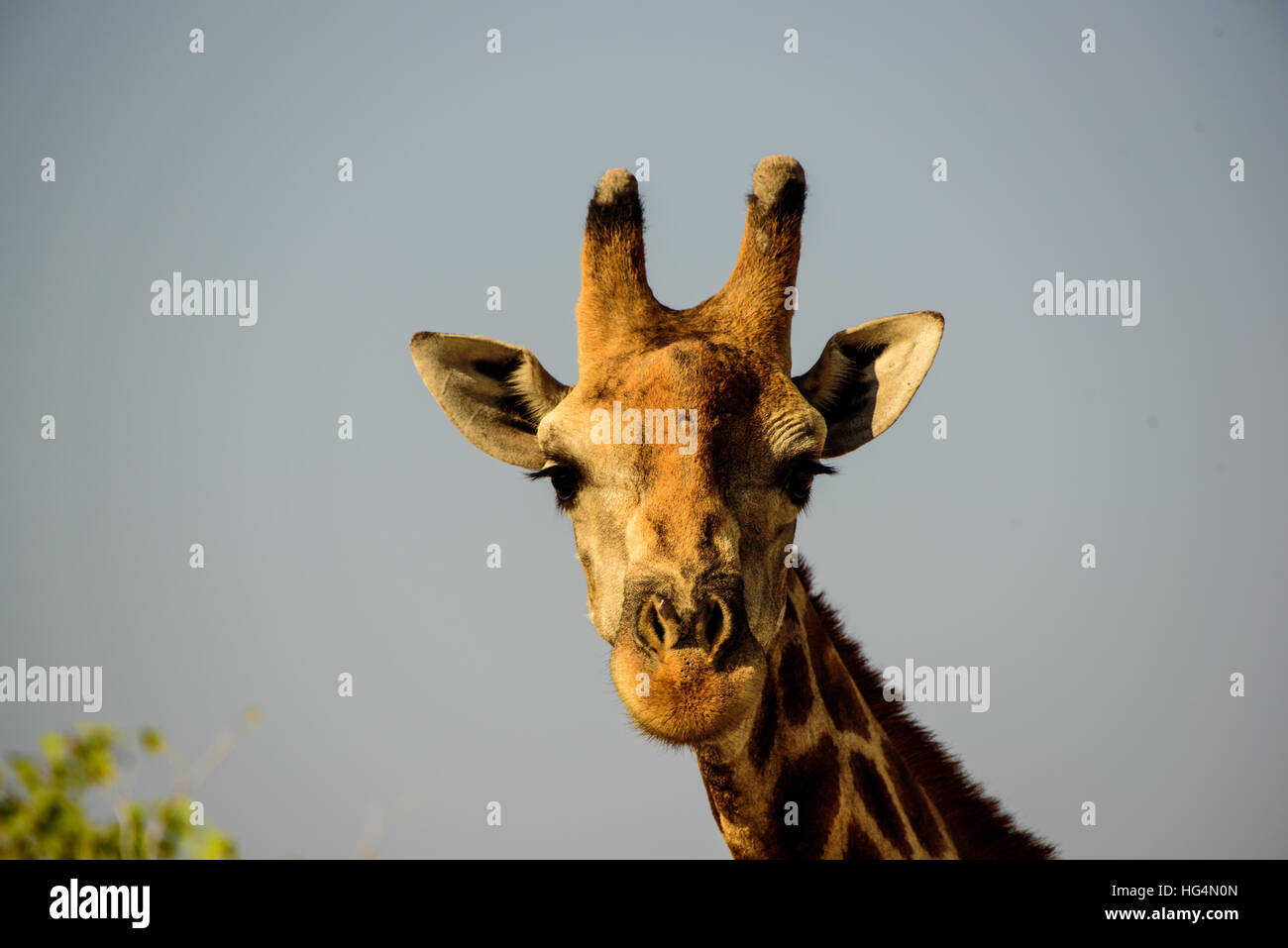 Close up of the face of a Giraffe Stock Photo