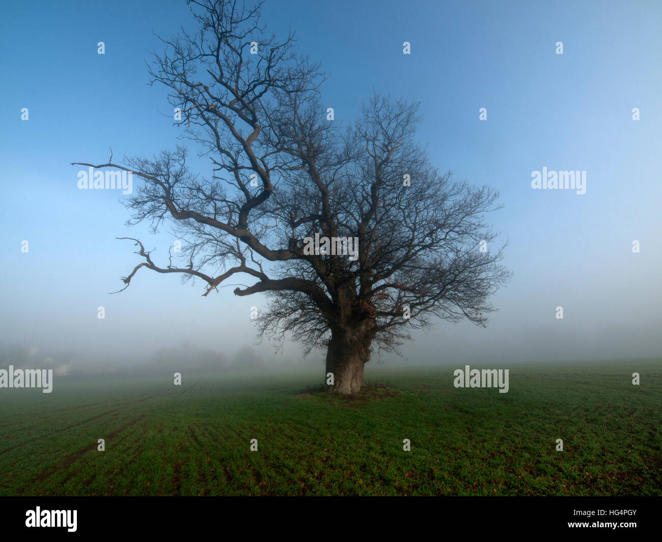 A solitary tree on a winter's day in Suffolk Stock Photo - Alamy