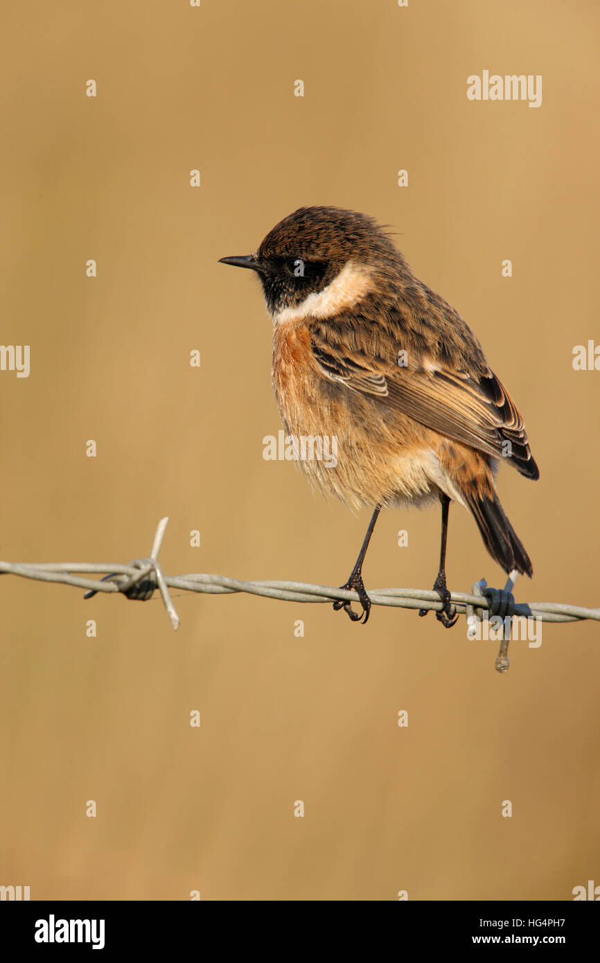 Male passerine european stonechat hi-res stock photography and images ...