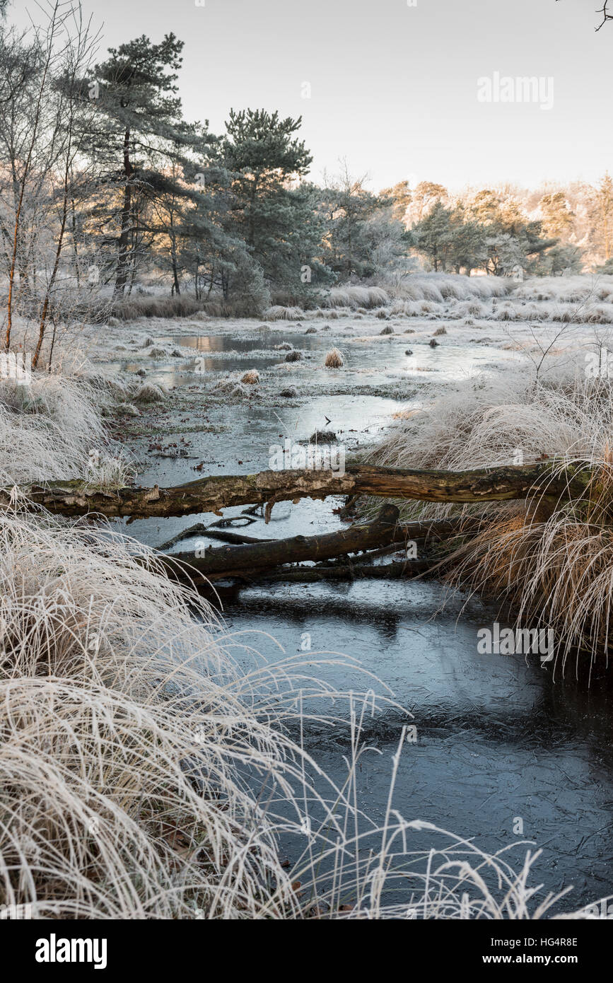 winter landscape in the dutch forest of Goirle  with frozenw ater and ice on the grass and trees Stock Photo