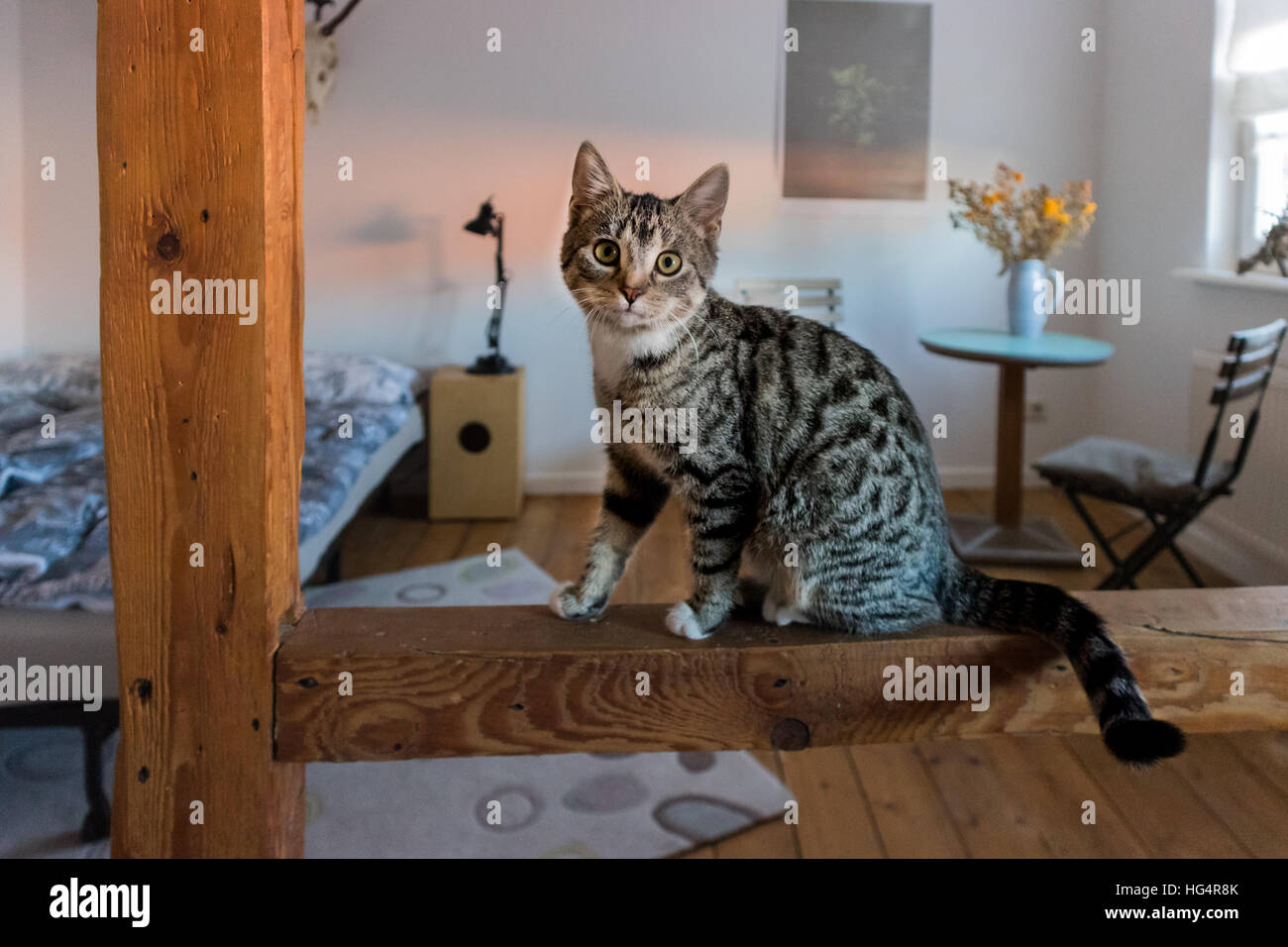 A cat on the wooden beam Stock Photo - Alamy