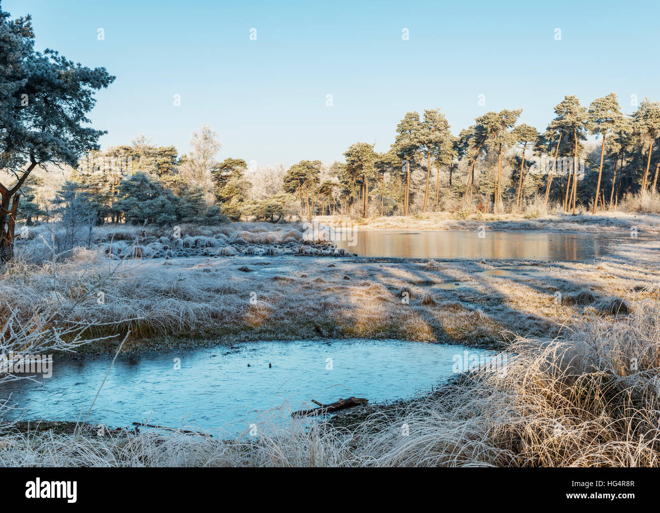 winter landscape in the dutch forest of Goirle  with frozen water and ice on the grass and trees Stock Photo