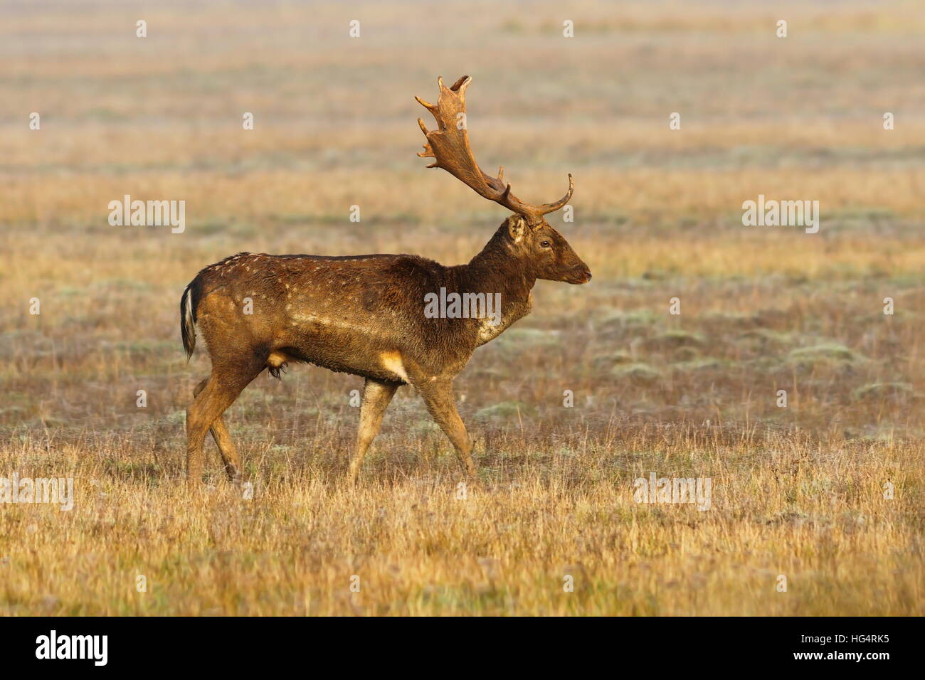 beautiful wild fallow deer buck ( Dama ) on rutting season Stock Photo