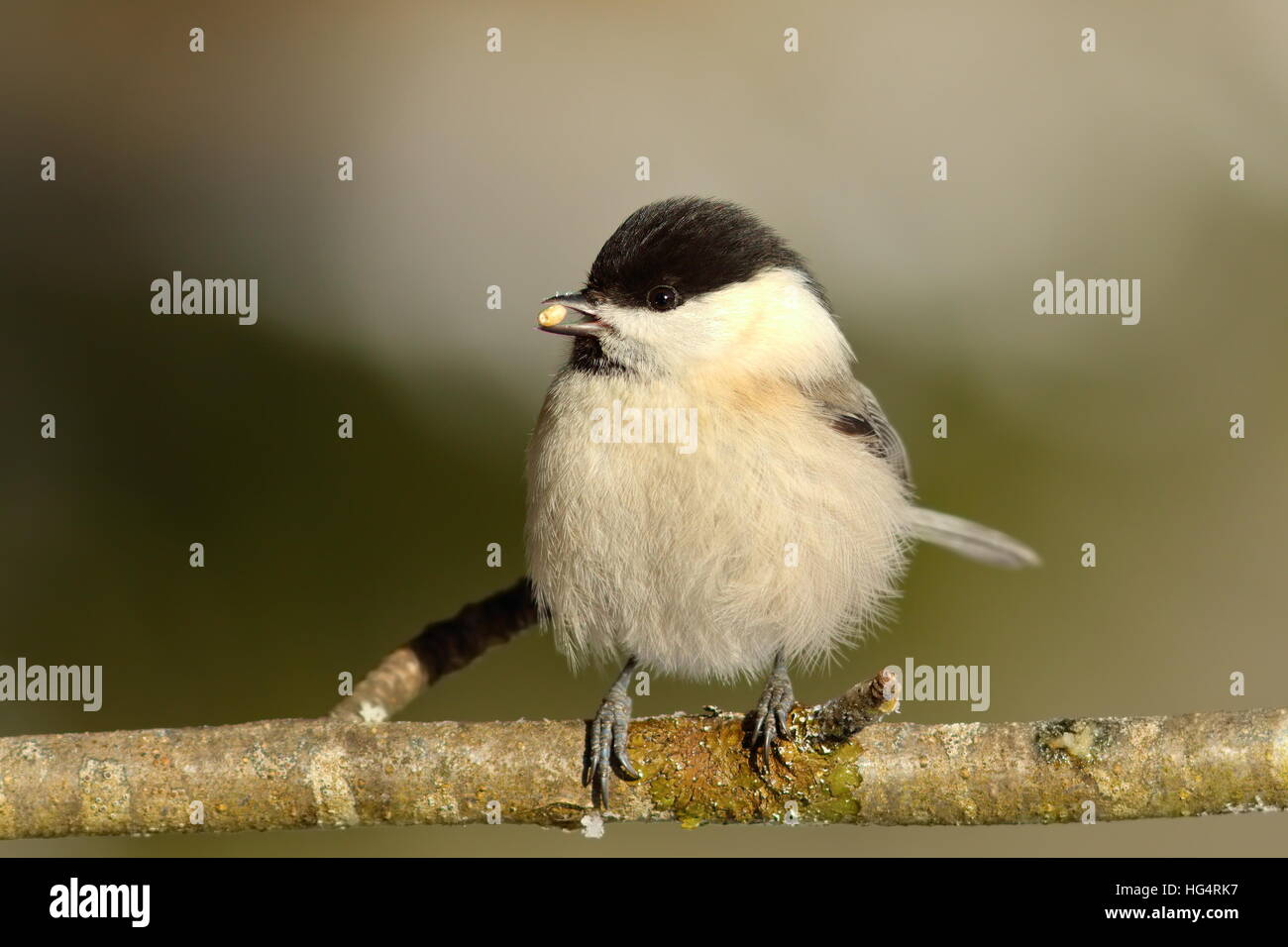 coal tit eating seed on a twig ( Parus ater ) Stock Photo
