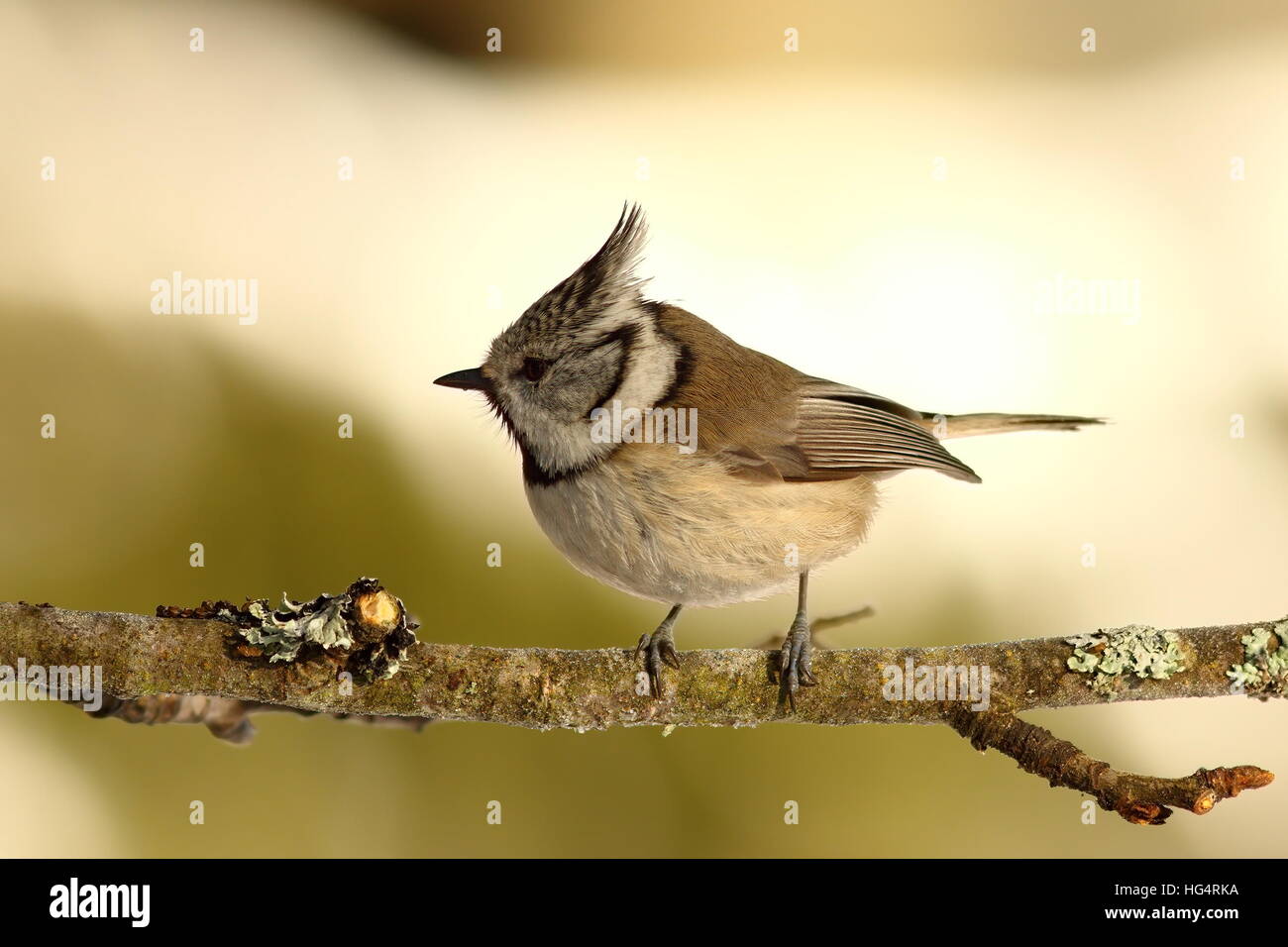 crested tit perched on small twig ( Lophophanes cristatus ) Stock Photo
